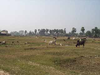nasigram-31