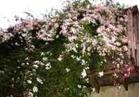 IMAGE 040501_nightinsoquel206.jpg
