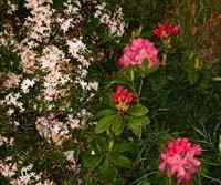 IMAGE 040501_nightinsoquel207.jpg