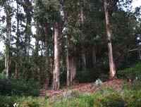 IMAGE 040501_nightinsoquel208.jpg