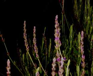 IMAGE 040501_nightinsoquel209.jpg
