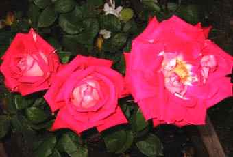IMAGE 040501_nightinsoquel210.jpg