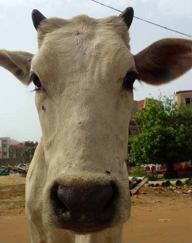 040619-rathayatra_puri18