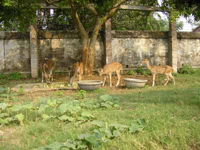 Nabadwip-12