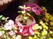 060531_veracrus-nrsmhaC03