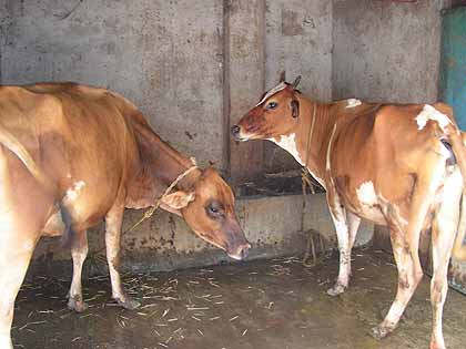 Nabadwip-07