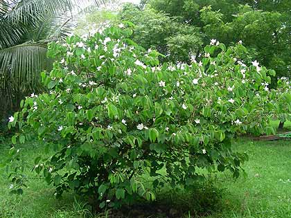 Nabadwip-11