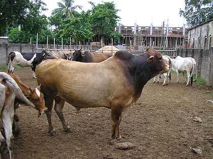 Nabadwip-01