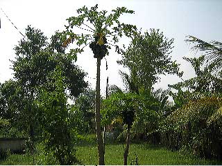 061011_bamunpara_10