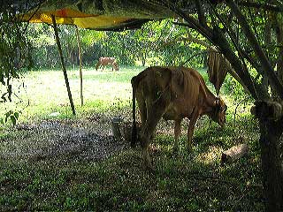 061011_bamunpara_14