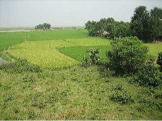 061011_bamunpara_24