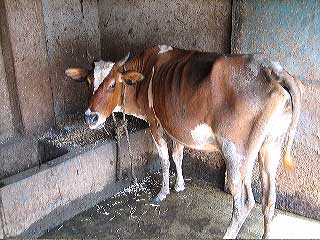 061011_bamunpara_26