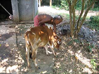 061011_bamunpara_27