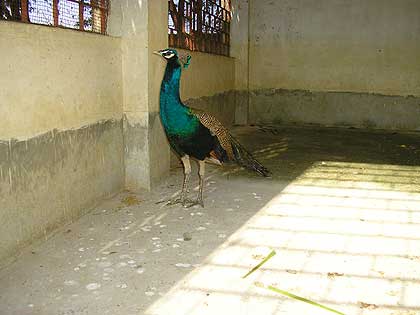 picture-16