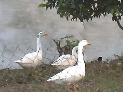 picture-11