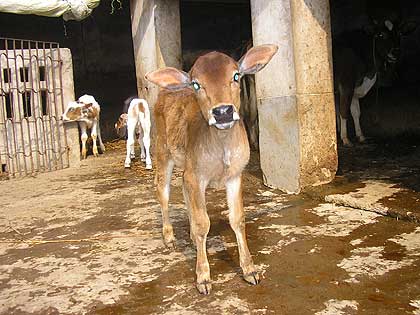 picture-11