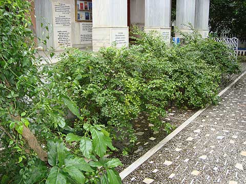 picture-09