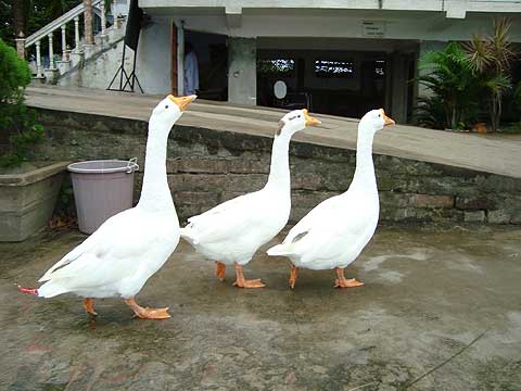 picture-29