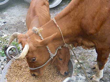 picture-11