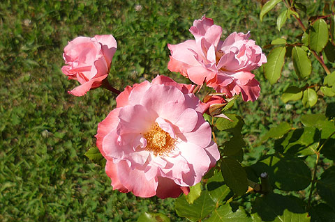 picture-02
