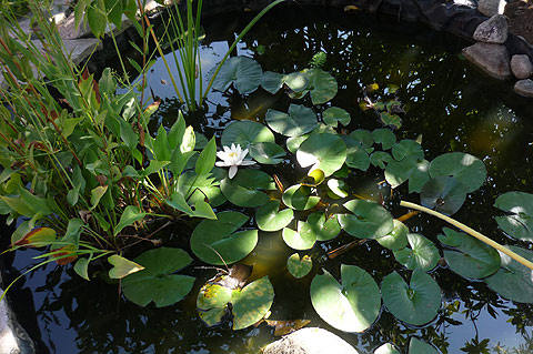 picture-29