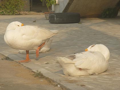 picture-22