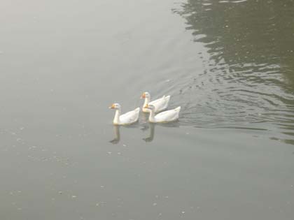 picture-36