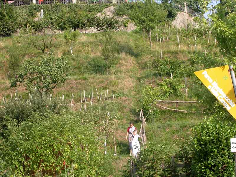 sm-orchard