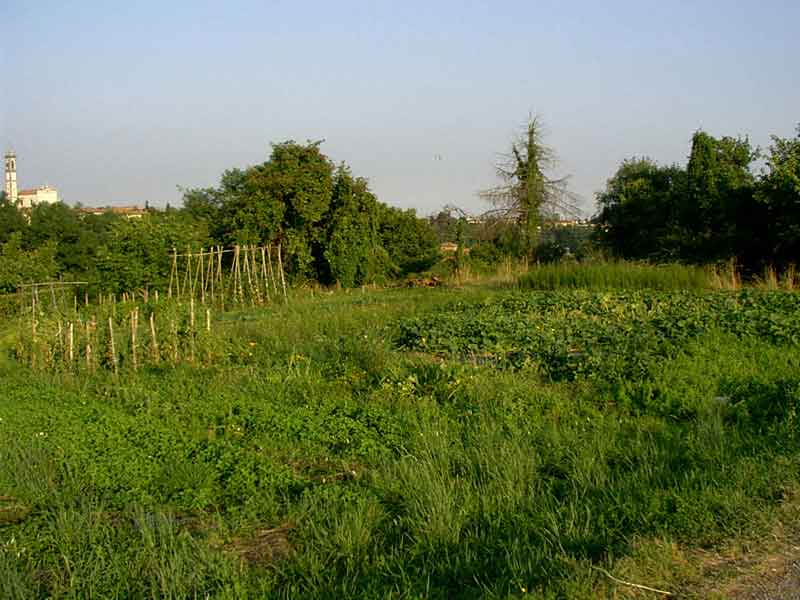 sm-vegetablegarden
