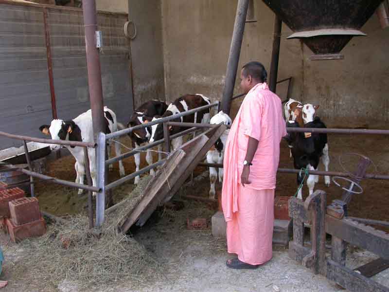 sm-acharyamjcalves