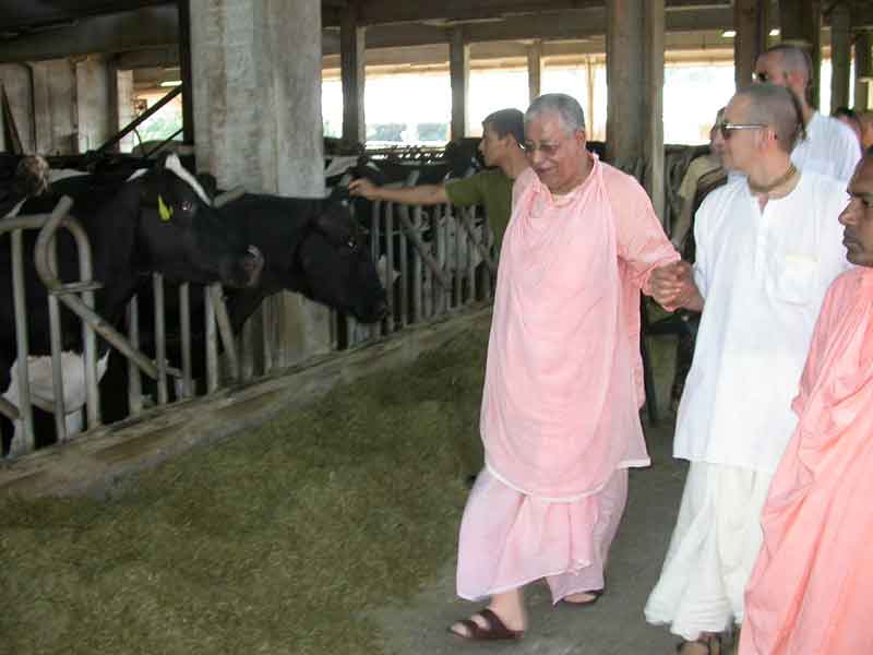 sm-gurudevcows2